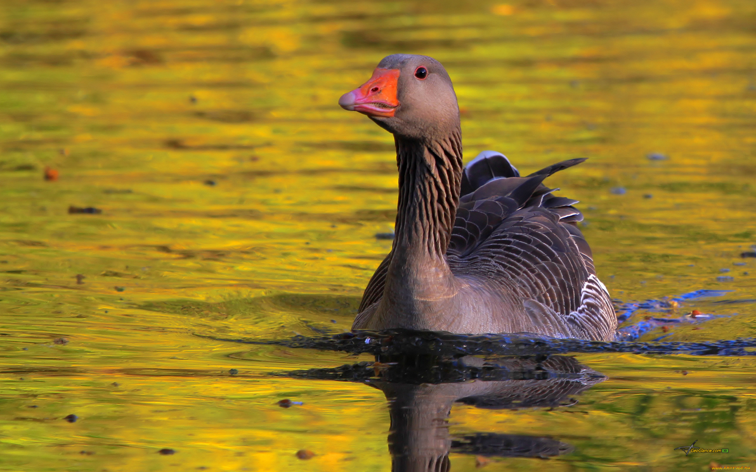 Duck duck goose. Гусь. Красивый Гусь. С гуся вода. Обои на рабочий стол Гусь.